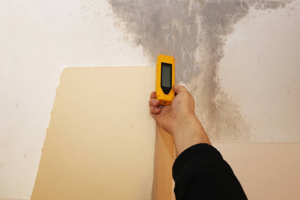 Mold Remediation for Vacation Homes in Boothwyn, PA